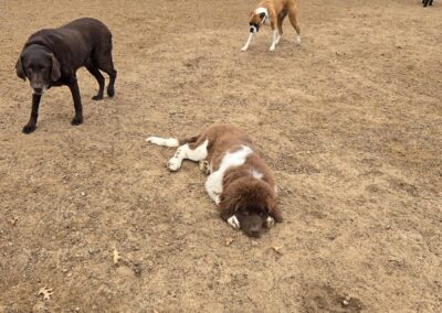 Country Pup Kennel Dog Playtime