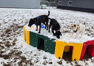 Country Pup Kennel Outdoor Play Area