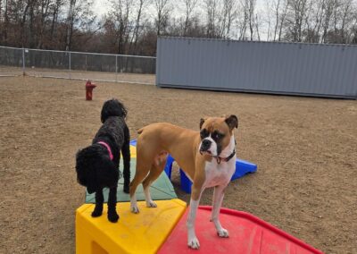Country Pup Kennel Outdoor Play Area