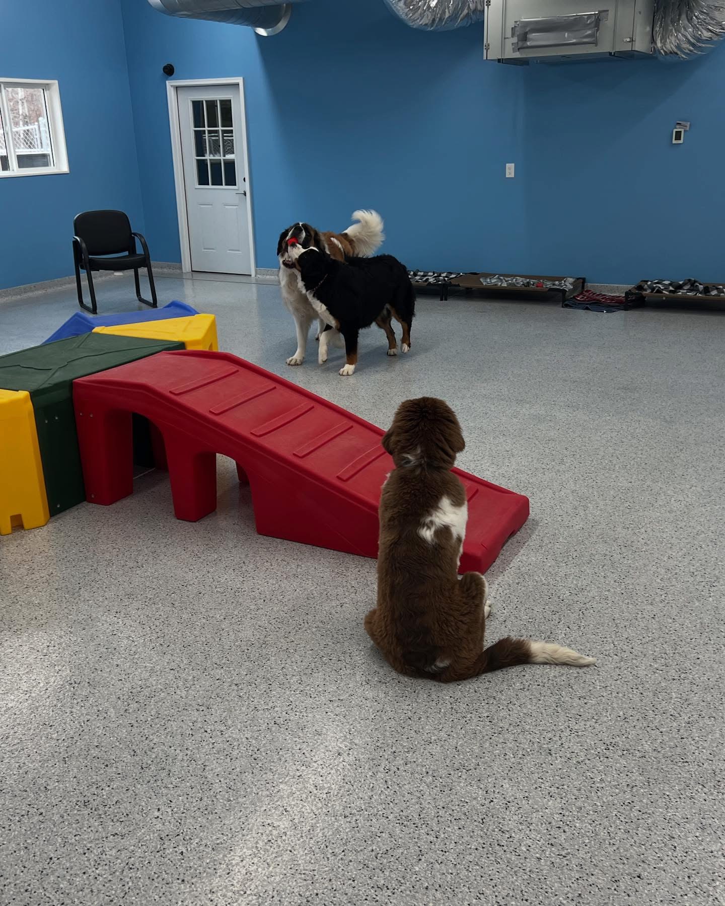 Country Pup Kennel staff reading to a dog.