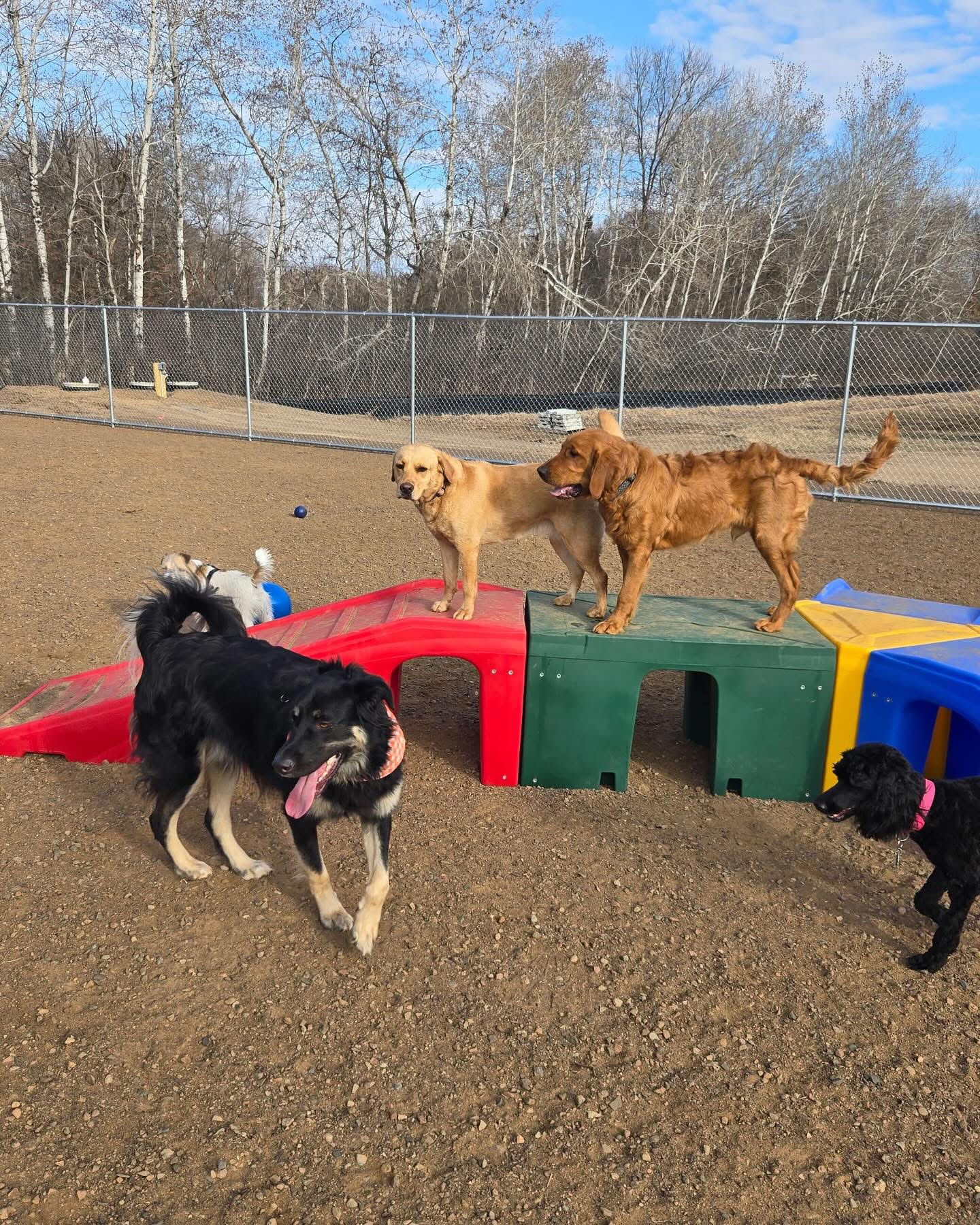 dog boarding Milaca, dog boarding near Milaca, best dog boarding Milaca, overnight dog boarding Milaca, dog kennel near Milaca, boarding for dogs while on vacation Milaca, affordable dog boarding Milaca, dog boarding and daycare Milaca, 24-hour dog boarding Milaca