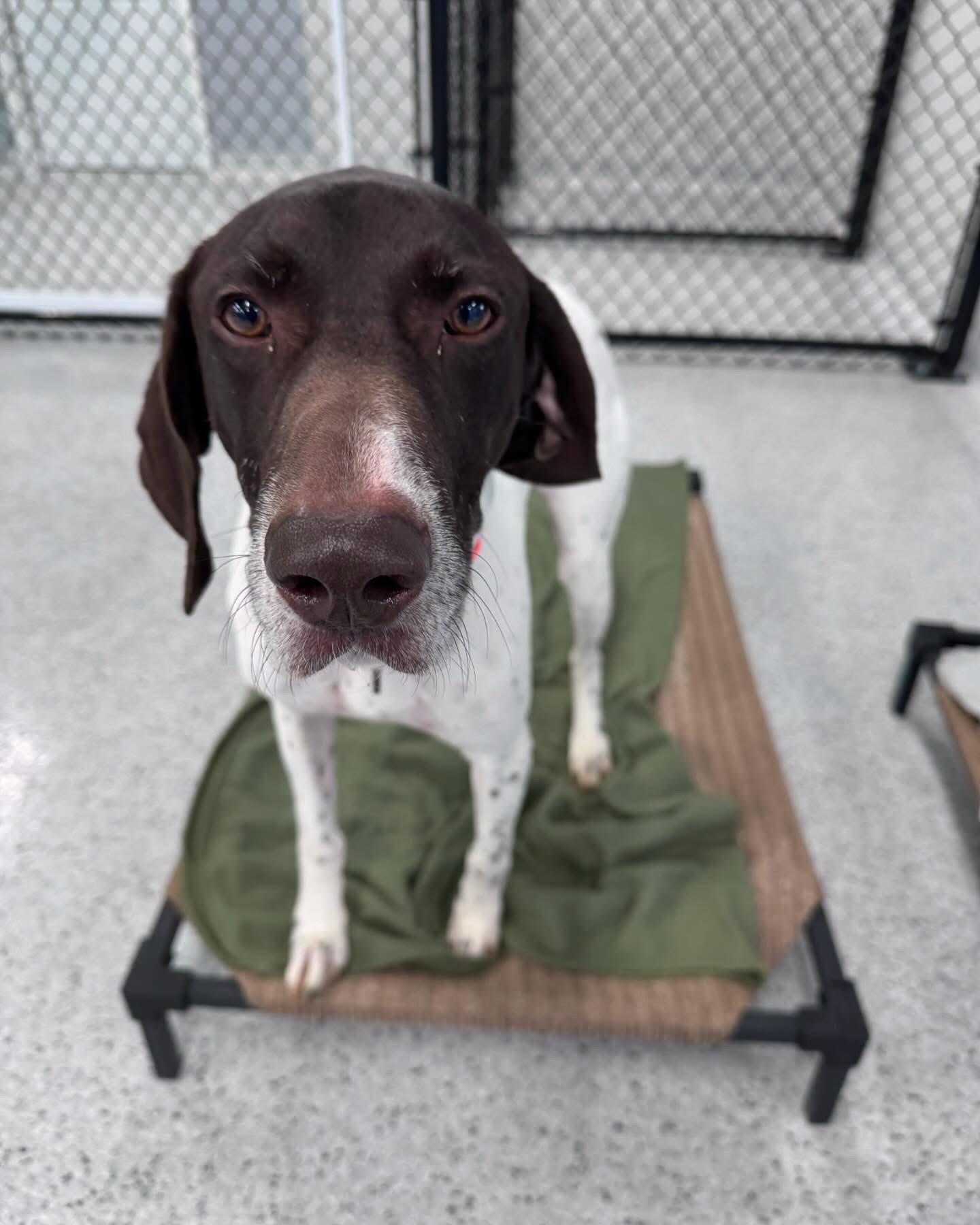 Country Pup Kennel staff reading to a dog.