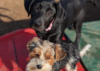 dog training, dog training near me, best dog trainers near me, puppy training classes near me, obedience training for dogs, dog behavior training, in-home dog training, dog training for aggressive dogs, service dog training near me, puppy obedience training near me, professional dog training services