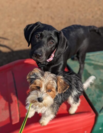 dog training, dog training near me, best dog trainers near me, puppy training classes near me, obedience training for dogs, dog behavior training, in-home dog training, dog training for aggressive dogs, service dog training near me, puppy obedience training near me, professional dog training services