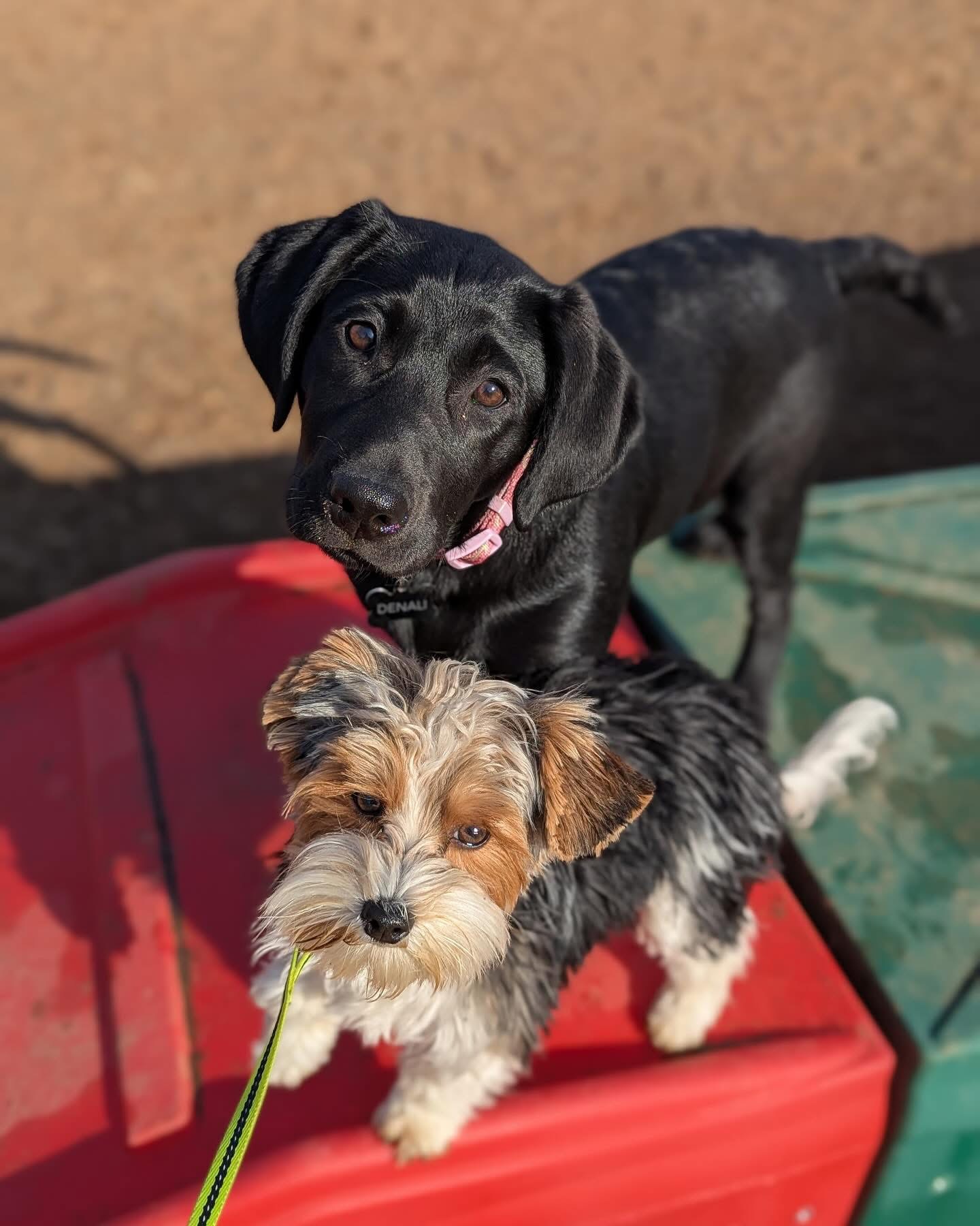 Country Pup Kennel Outdoor Play Area