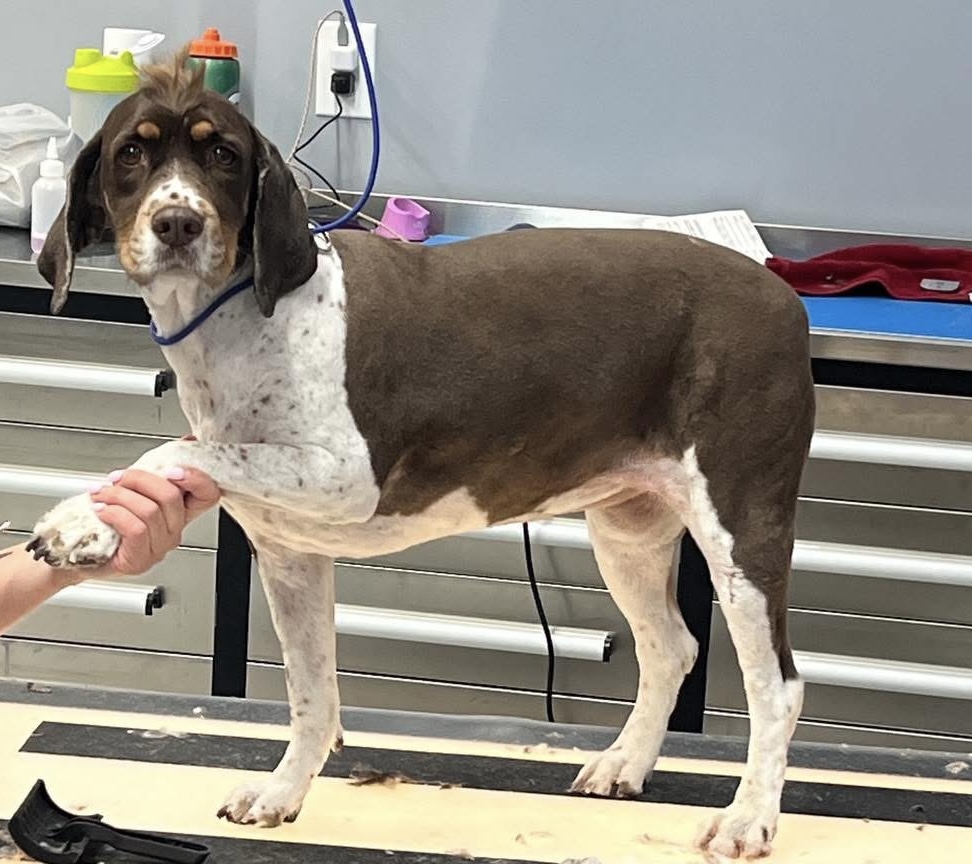 dog grooming zimmerman