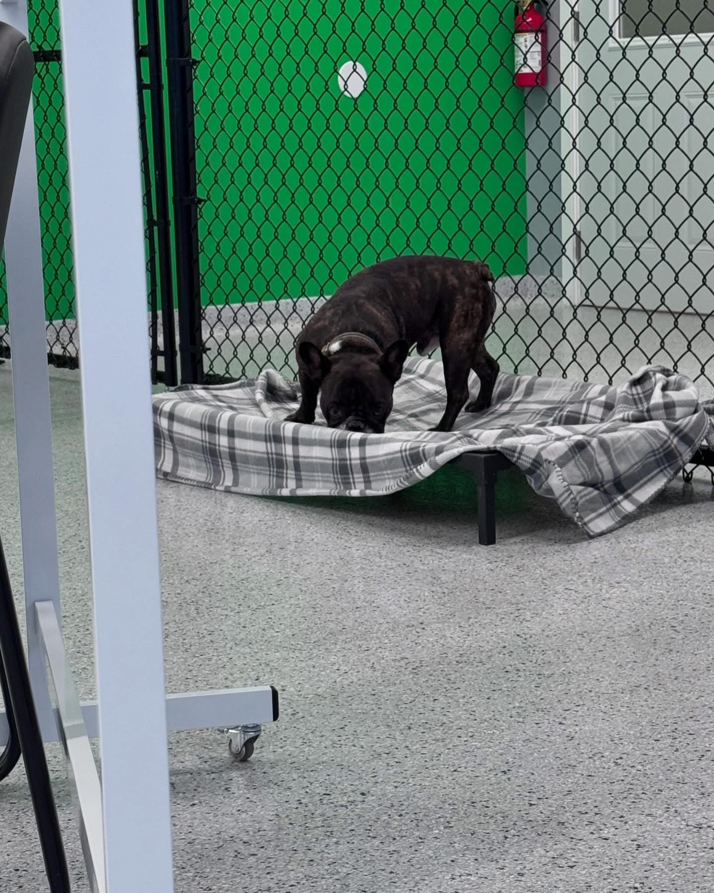 Country Pup Kennel Outdoor Play Area