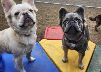 Daycare Playtime