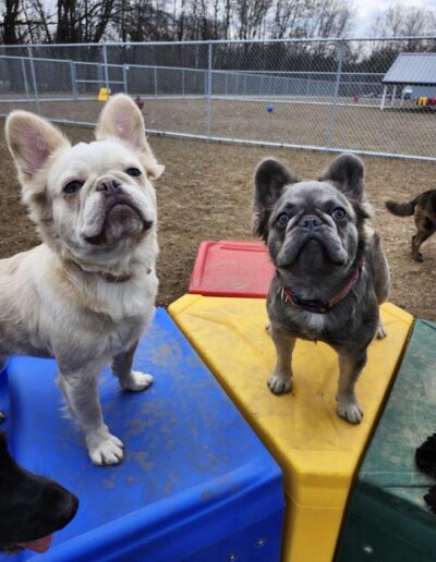 Daycare Playtime