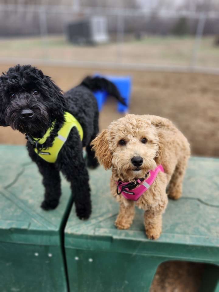 country pup kennel building 1