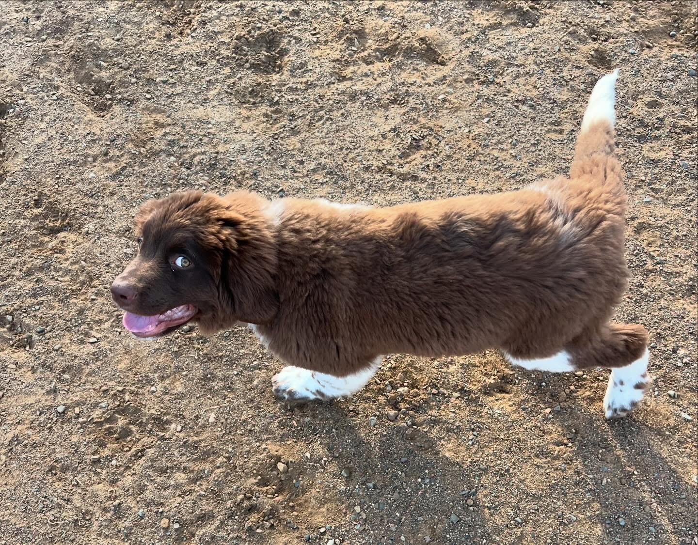 Puppy Class