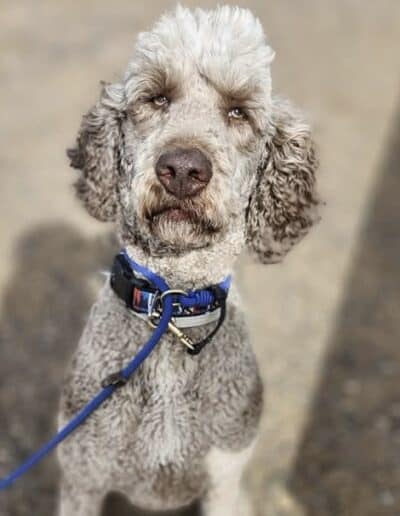 dog training, dog training near me, best dog trainers near me, puppy training classes near me, obedience training for dogs, dog behavior training, in-home dog training, dog training for aggressive dogs, service dog training near me, puppy obedience training near me, professional dog training services