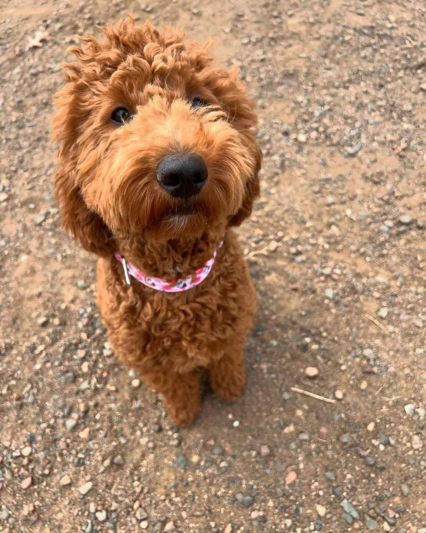 Daycare at Country Pup Kennel
