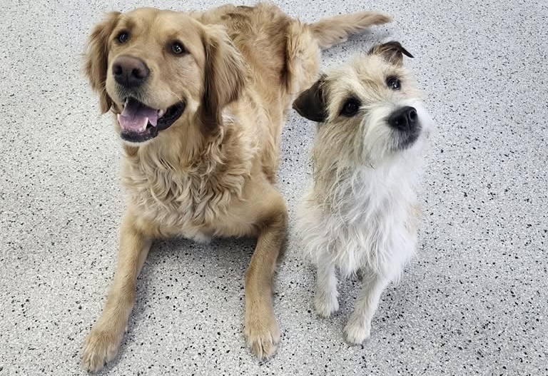 Cooling Off in the AC dog daycare princeton cpk 31