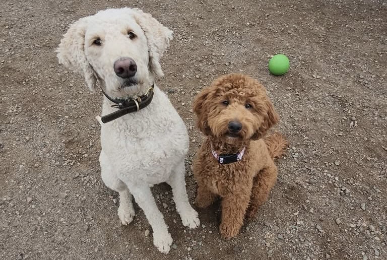 dog boarding Elk River, dog boarding near Elk River, best dog boarding Elk River, overnight dog boarding Elk River, dog kennel near Elk River, boarding for dogs while on vacation Elk River, affordable dog boarding Elk River, dog boarding and daycare Elk River, 24-hour dog boarding Elk River