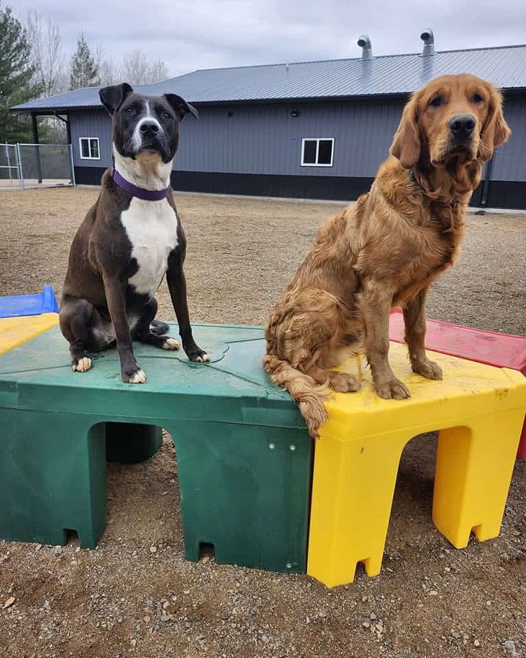 dog boarding Elk River, dog boarding near Elk River, best dog boarding Elk River, overnight dog boarding Elk River, dog kennel near Elk River, boarding for dogs while on vacation Elk River, affordable dog boarding Elk River, dog boarding and daycare Elk River, 24-hour dog boarding Elk River