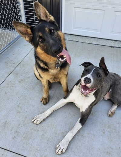 dog training, dog training near me, best dog trainers near me, puppy training classes near me, obedience training for dogs, dog behavior training, in-home dog training, dog training for aggressive dogs, service dog training near me, puppy obedience training near me, professional dog training services