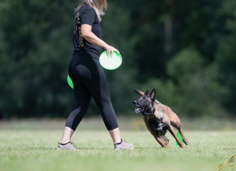Country Pup Dog Training 1 (1) dog boarding cpk 1