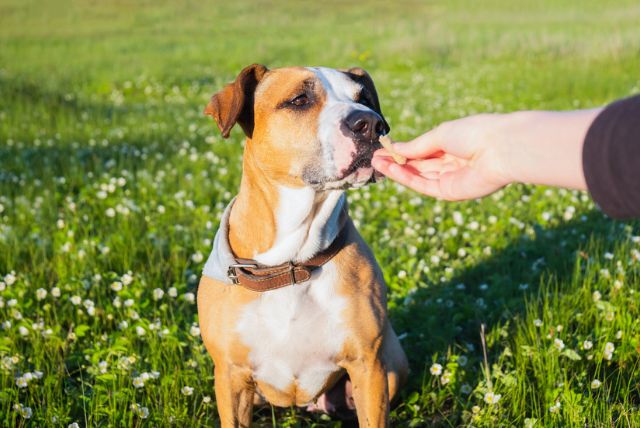Country Pup Kennel Dog and Puppy Training Milaca MN dog training Milaca MN, dog training near me Milaca MN, best dog trainers near me Milaca MN, puppy training classes near me Milaca MN, obedience training for dogs Milaca MN, dog behavior training Milaca MN, in-home dog training Milaca MN, dog training for aggressive dogs Milaca MN, service dog training near me Milaca MN, puppy obedience training near me Milaca MN, professional dog training services Milaca MN
