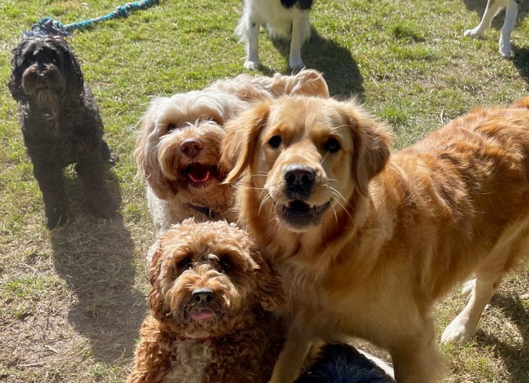 Country Pup Kennel Dog and Puppy Training Milaca MN dog training Milaca MN, dog training near me Milaca MN, best dog trainers near me Milaca MN, puppy training classes near me Milaca MN, obedience training for dogs Milaca MN, dog behavior training Milaca MN, in-home dog training Milaca MN, dog training for aggressive dogs Milaca MN, service dog training near me Milaca MN, puppy obedience training near me Milaca MN, professional dog training services Milaca MN