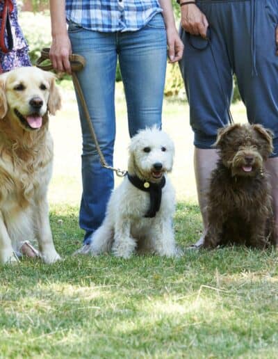dog training, dog training near me, best dog trainers near me, puppy training classes near me, obedience training for dogs, dog behavior training, in-home dog training, dog training for aggressive dogs, service dog training near me, puppy obedience training near me, professional dog training services, puppy training classes, house training a puppy, puppy obedience training, leash training a puppy