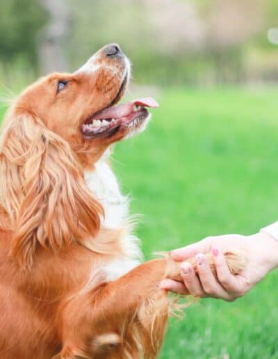 dog training, dog training near me, best dog trainers near me, puppy training classes near me, obedience training for dogs, dog behavior training, in-home dog training, dog training for aggressive dogs, service dog training near me, puppy obedience training near me, professional dog training services, puppy training classes, house training a puppy, puppy obedience training, leash training a puppy