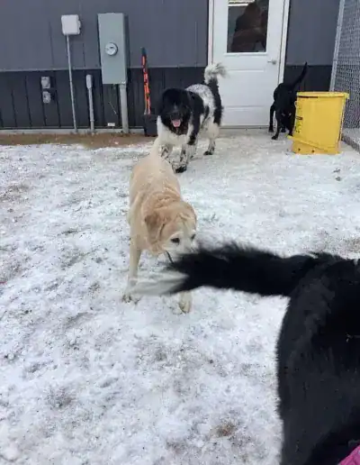 dog boarding princeton mn 2