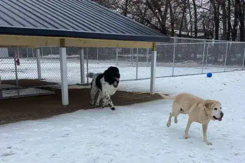 dog boarding princeton