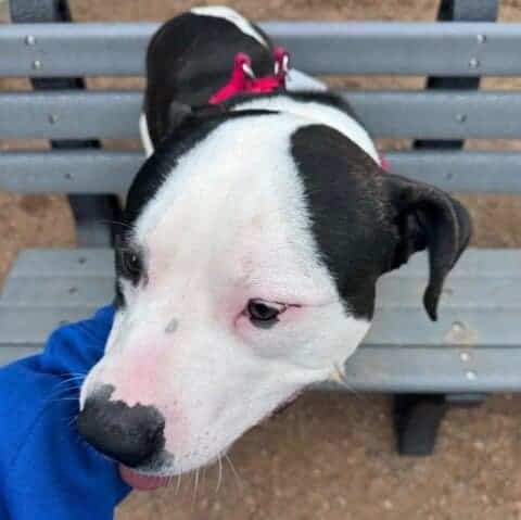 dog boarding requirements princeton