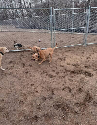 dog boarding zimmerman mn 2