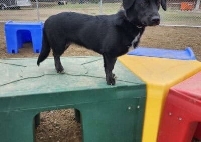 dog daycare Zimmerman MN at Country Pup Kennel