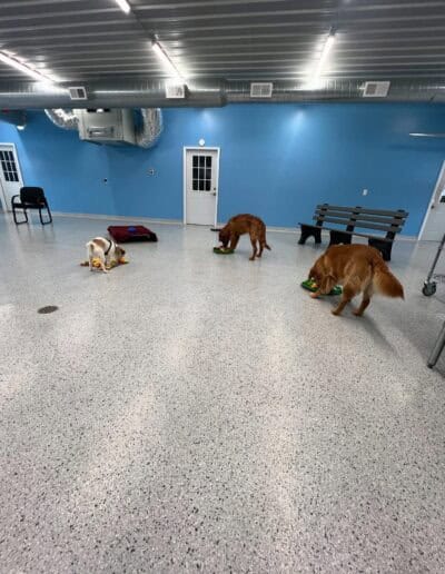 dog daycare princeton (2)