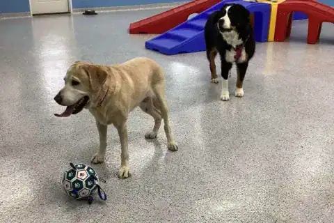 dog daycare princeton