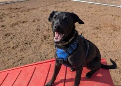 dog daycare Zimmerman MN at Country Pup Kennel