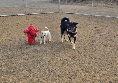 dog daycare zimmerman