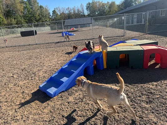 dog meet greet zimmerman