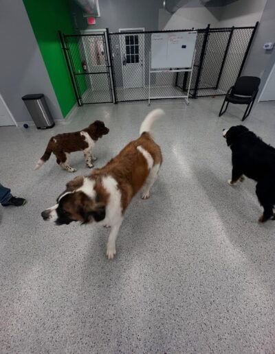 dog meet greet st francis