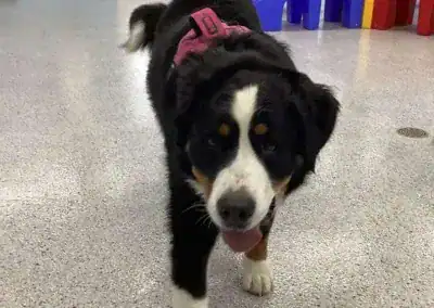 dog training princeton