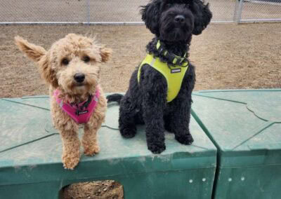 dog training zimmerman