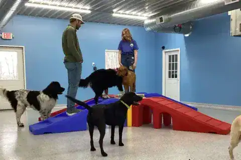 meet and greet dog training