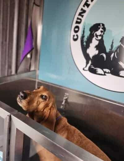 self service dog wash princeton