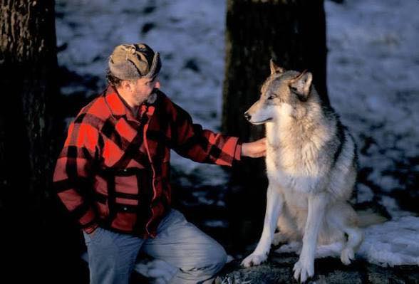 Dr David L Mech wolf biologist ethologist