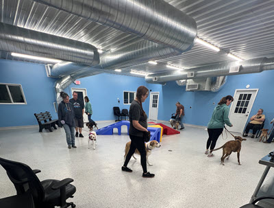 blaine dog training 3