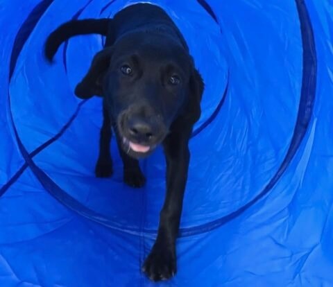 dog boarding Milaca 3