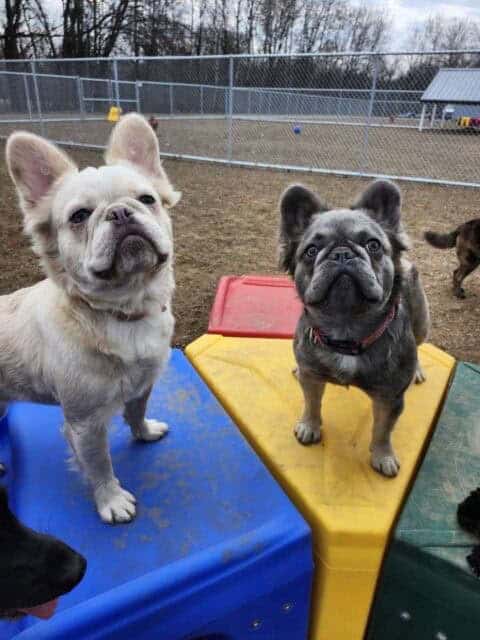 dog boarding st cloud 5