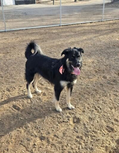 dog daycare elk river 2 Copy