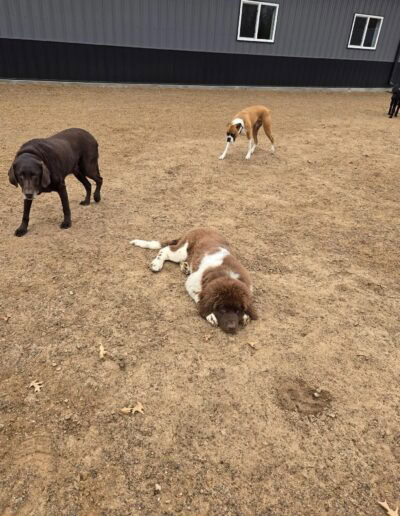 dog daycare milaca 4 Copy