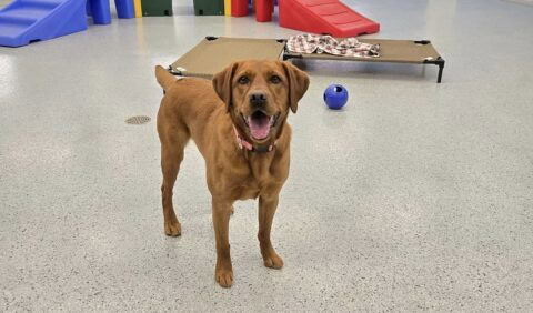 dog daycare princeton 1a