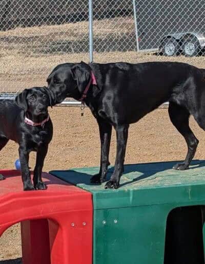 dog boarding zimmerman mn 1