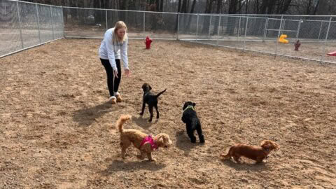 dog daycare princeton 6